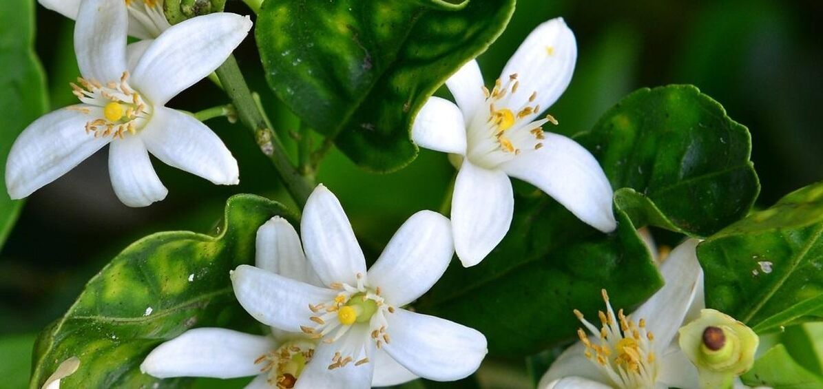 Neroli ngabantosan ngaleungitkeun urat lancah